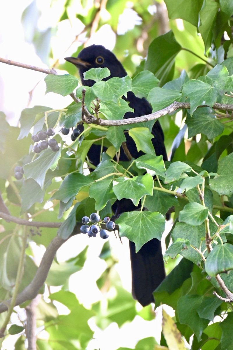 Чёрный дрозд - ML646517047