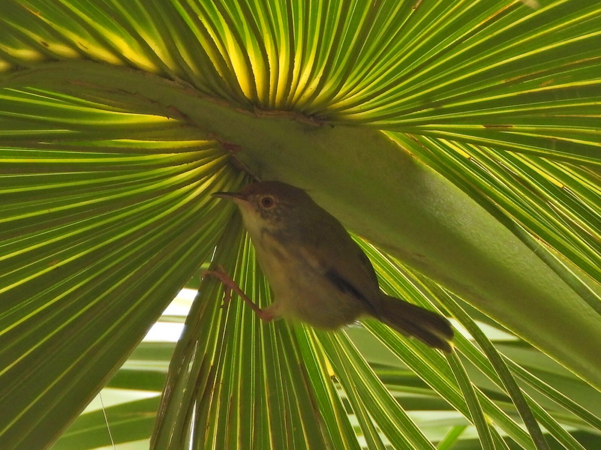 Common Tailorbird - ML646517048
