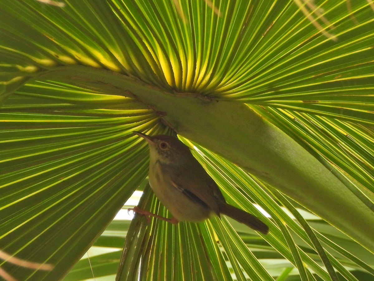 Common Tailorbird - ML646517049