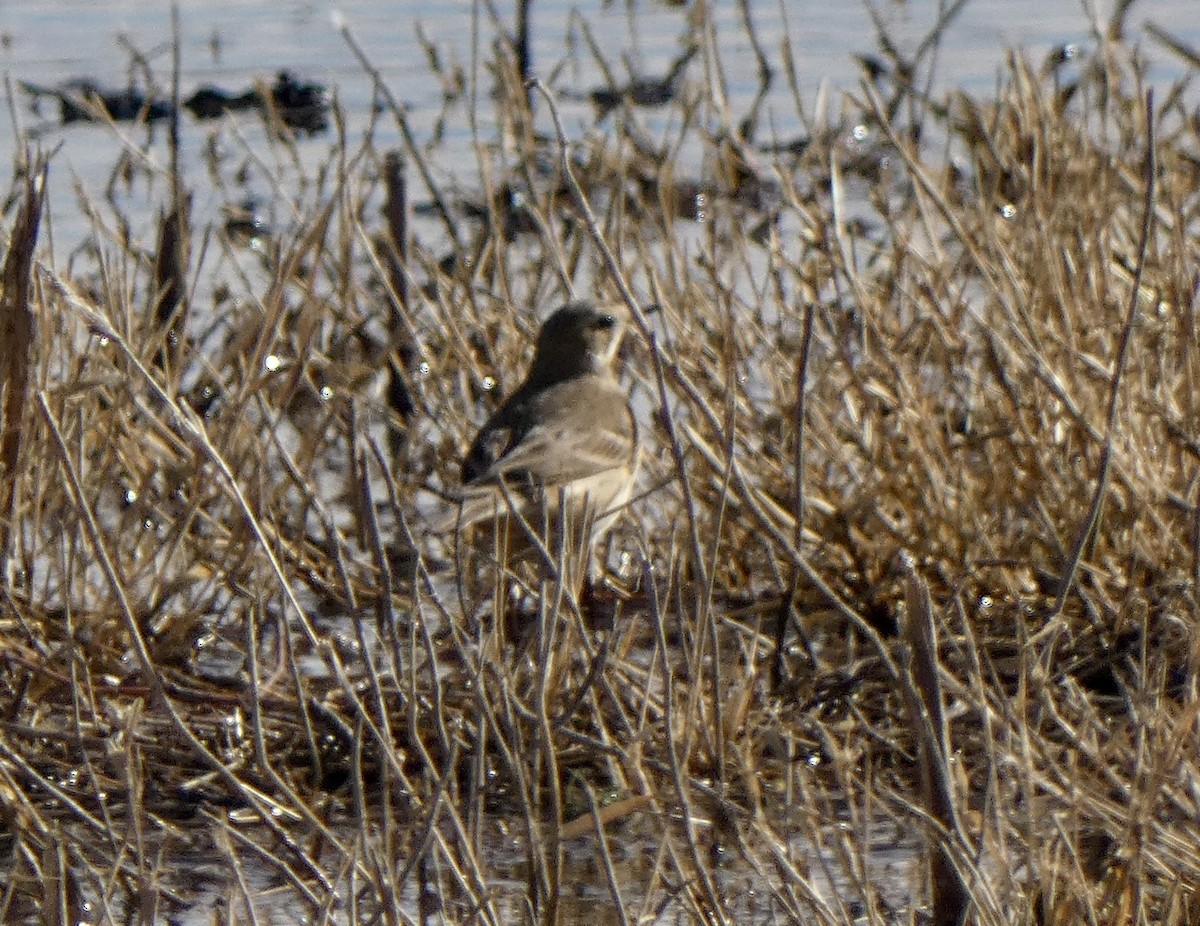 American Pipit - ML646517050