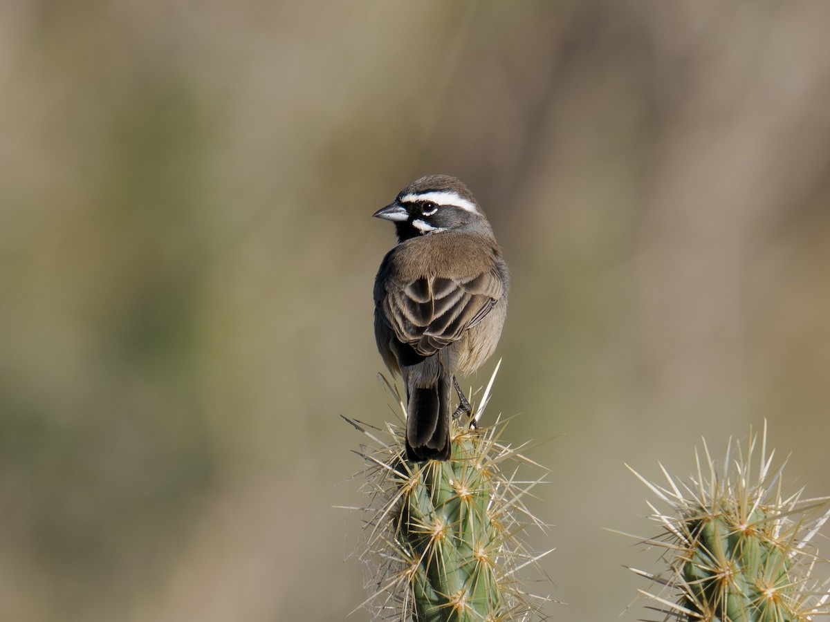 Black-throated Sparrow - ML646517051