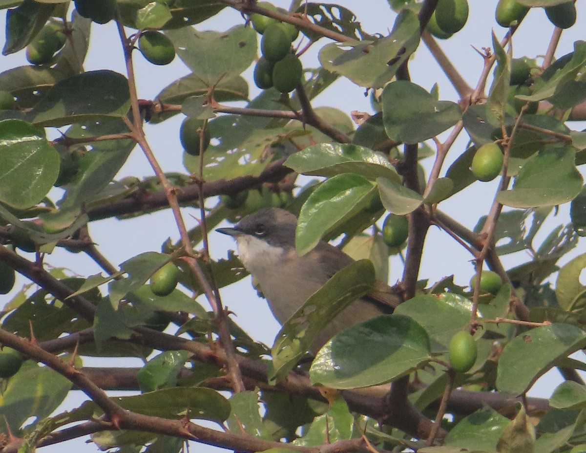 pěnice pokřovní - ML646517052