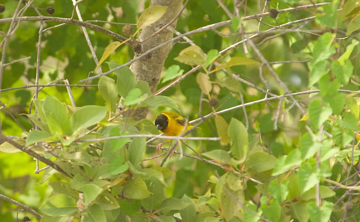 Schwarzkopfweber - ML646517053