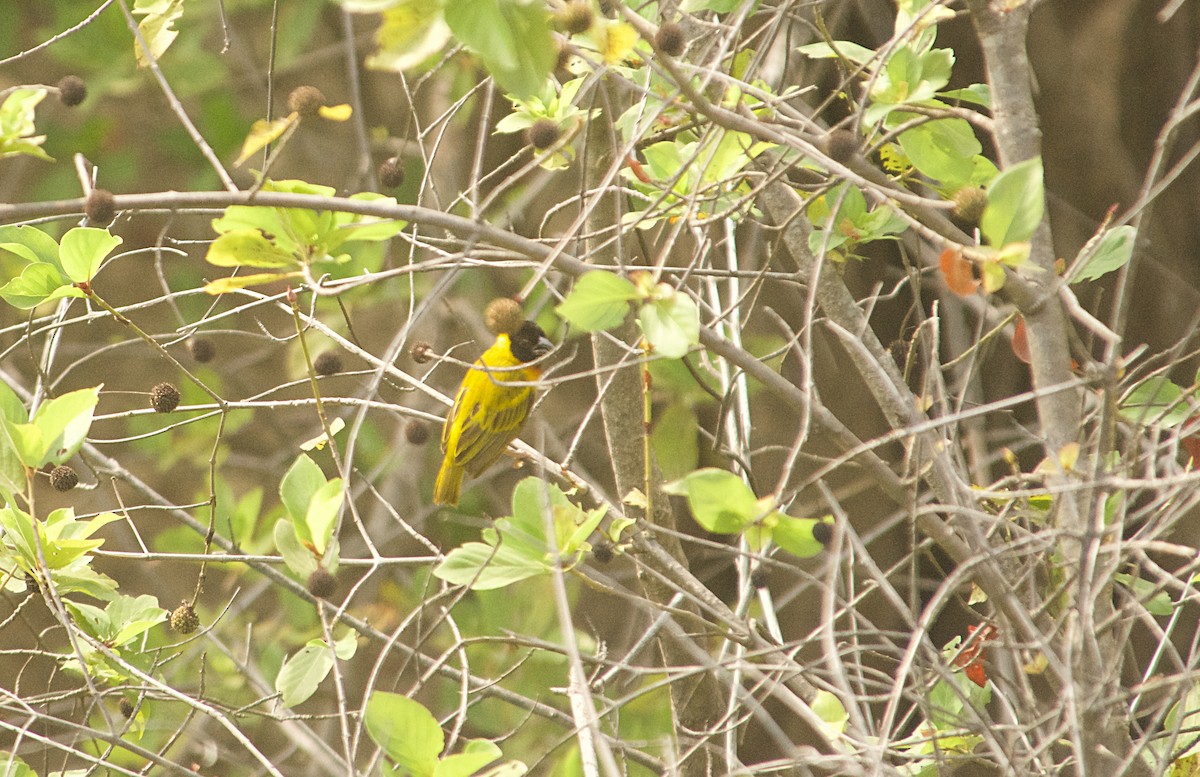 Schwarzkopfweber - ML646517054