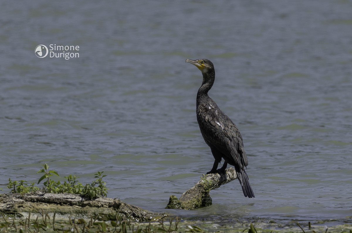 Great Cormorant (Eurasian) - ML646517055
