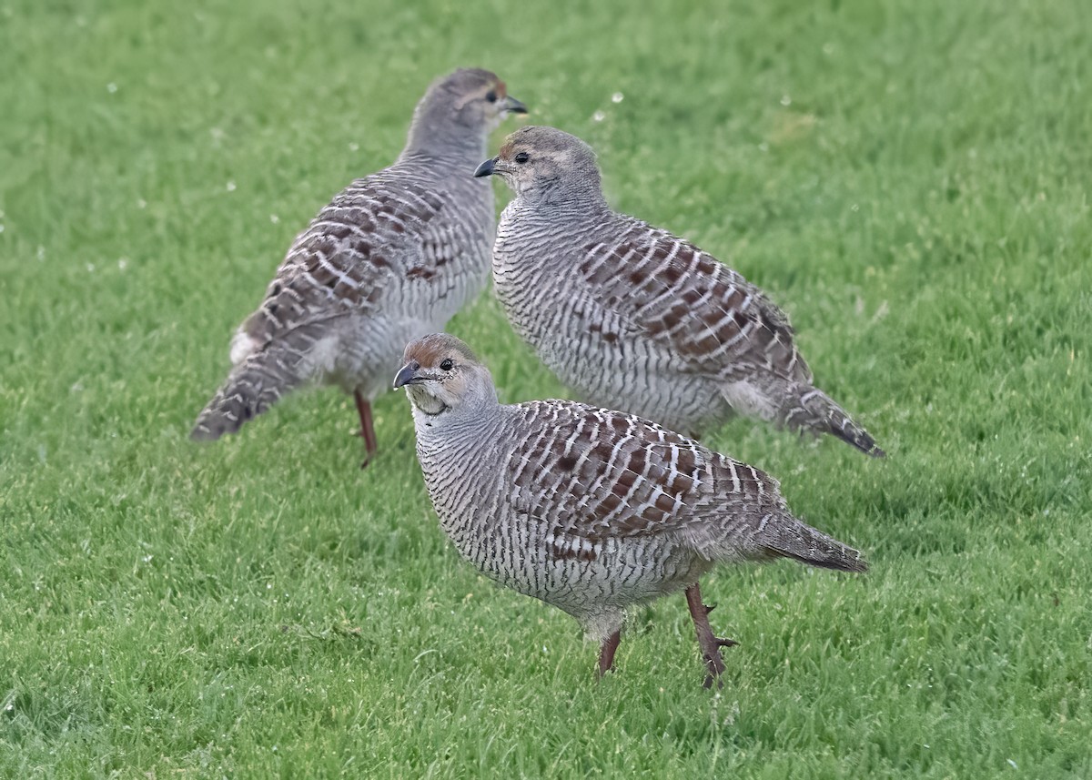 frankolín křepelčí - ML646517056