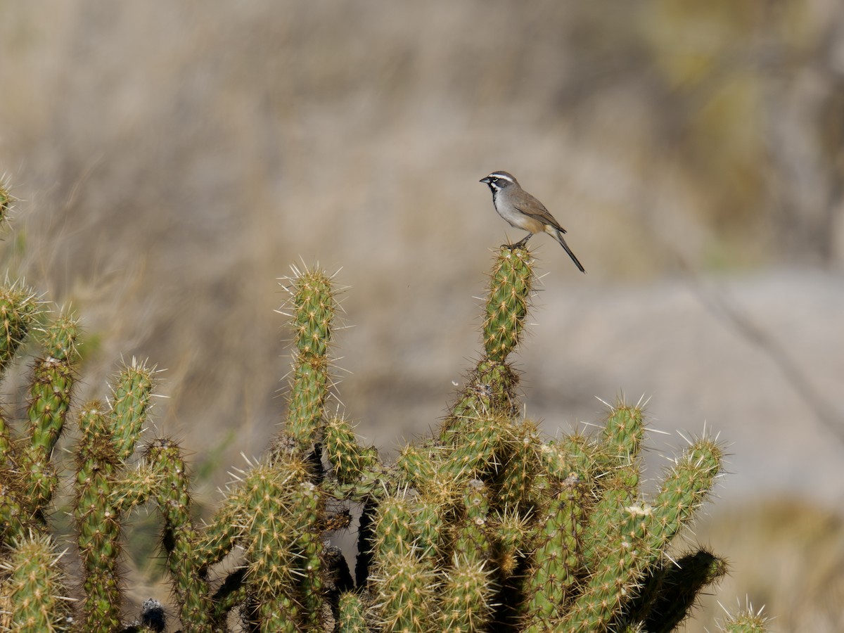 Black-throated Sparrow - ML646517058