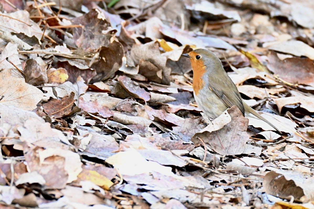 Зарянка - ML646517059