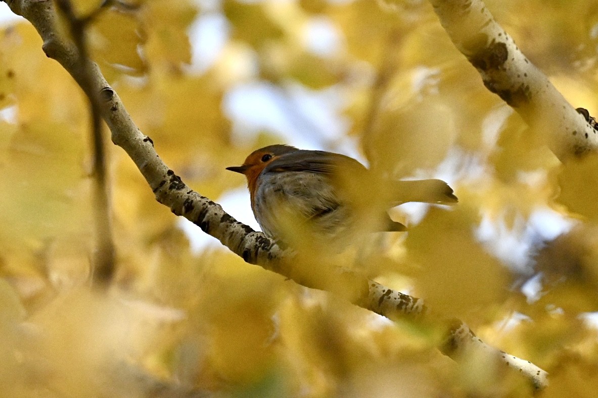 Зарянка - ML646517060