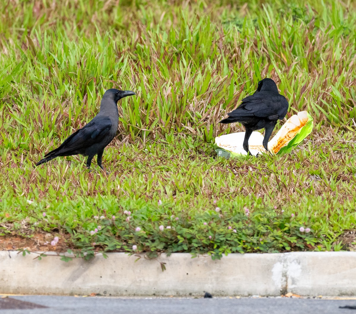 עורב הודי - ML646517062