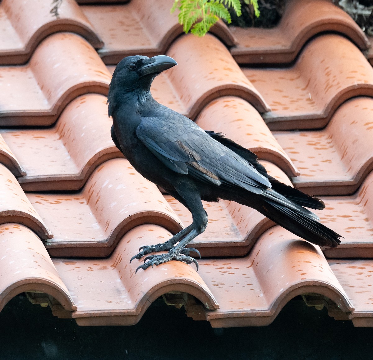 Large-billed Crow - ML646517064