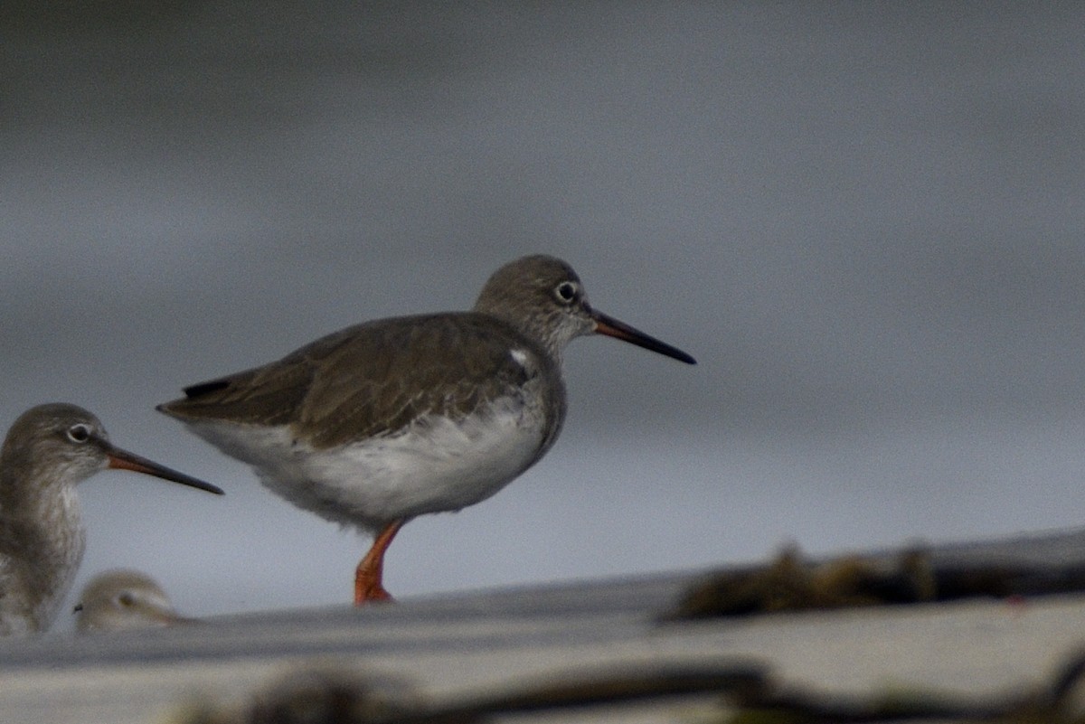 vodouš rudonohý - ML646517065