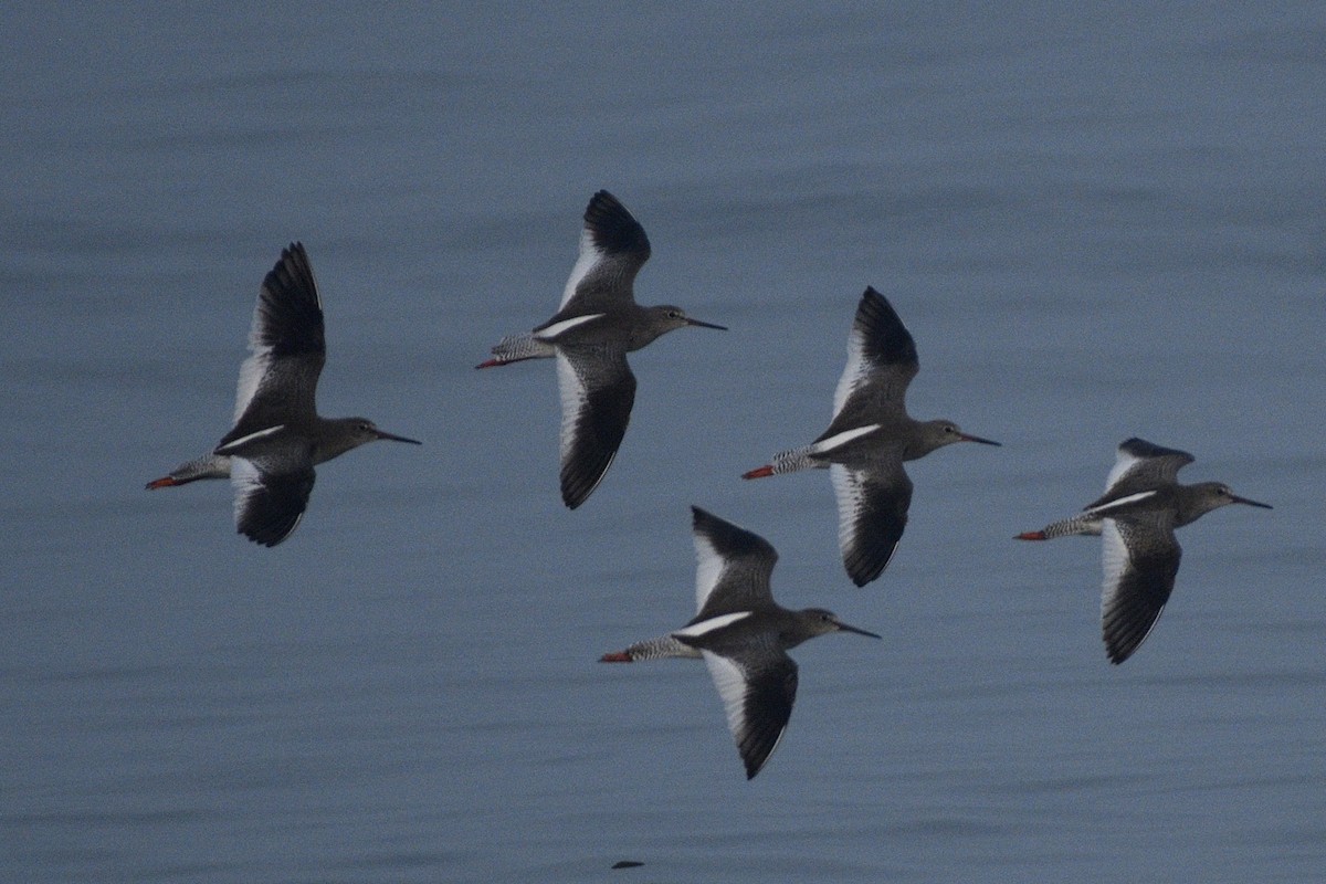 vodouš rudonohý - ML646517066