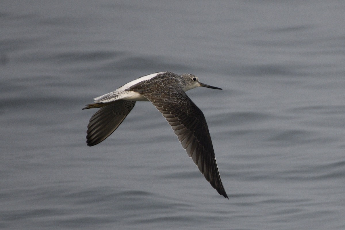 vodouš rudonohý - ML646517067