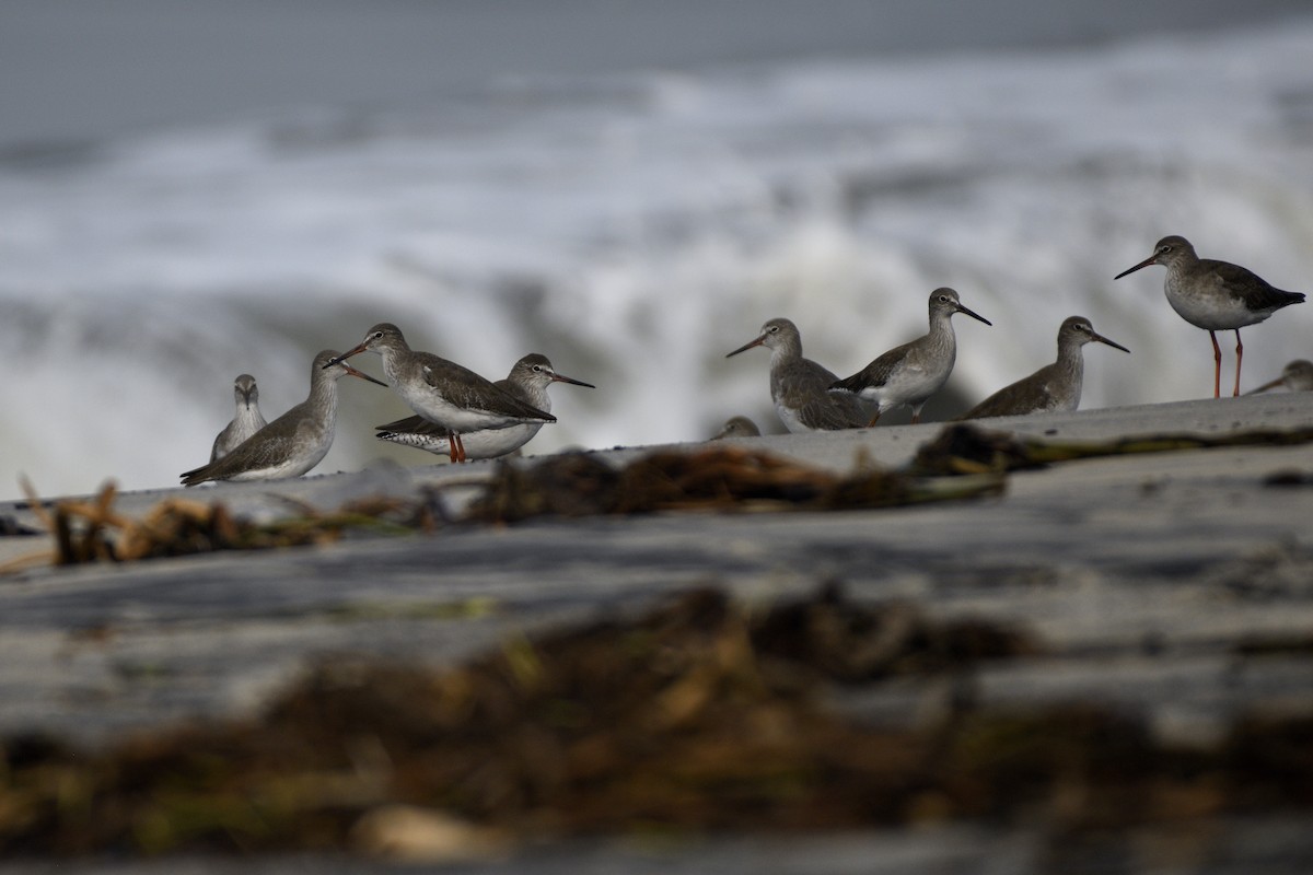 vodouš rudonohý - ML646517068