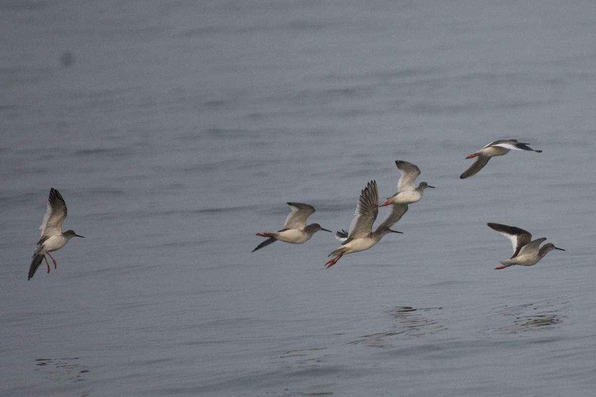 vodouš rudonohý - ML646517069