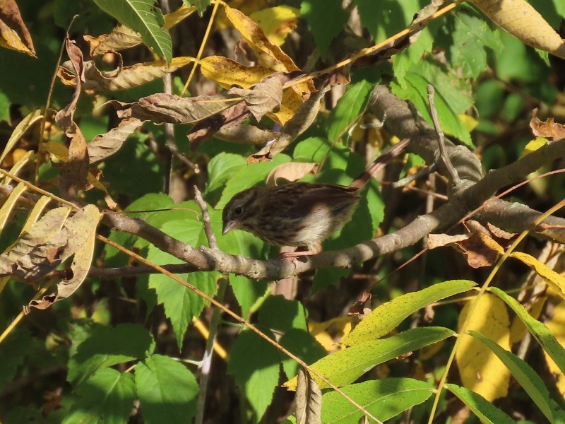 Song Sparrow - ML646517072