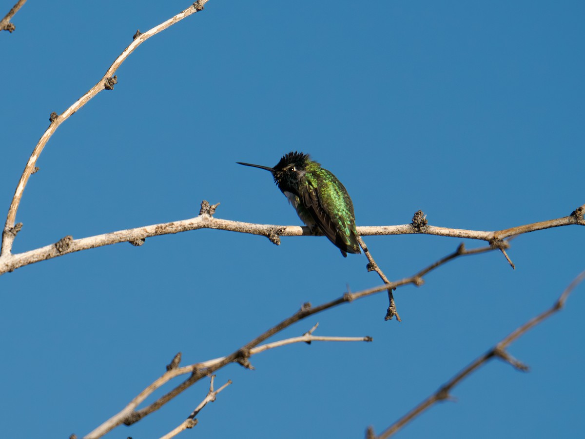 Costa's Hummingbird - ML646517077