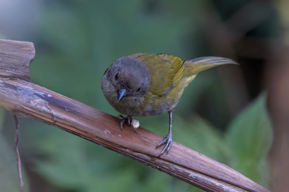Dusky Chlorospingus - ML646517078