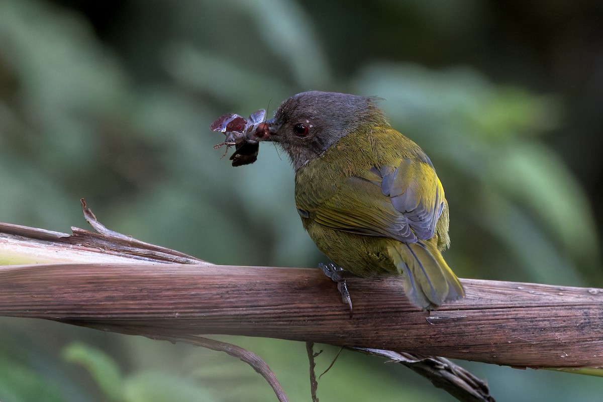 Dusky Chlorospingus - ML646517080
