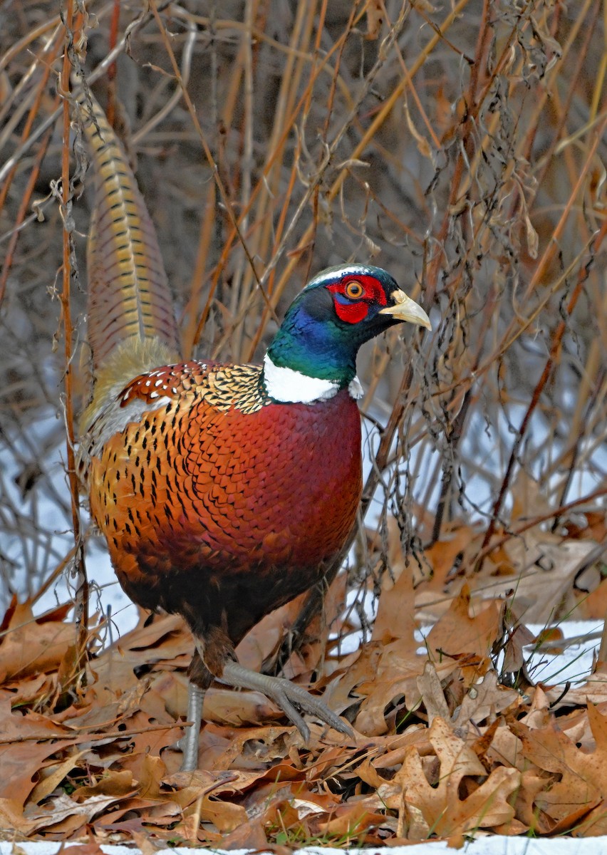 Ring-necked Pheasant - ML646517081