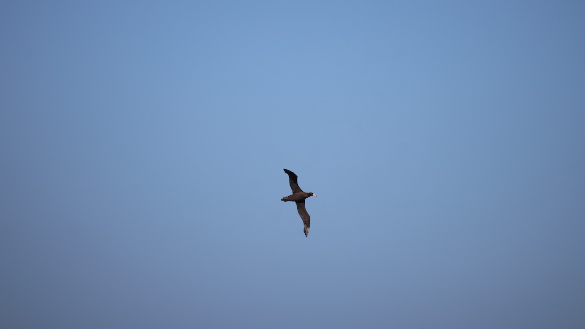 Kuzey Dev Fırtınakuşu - ML646517083