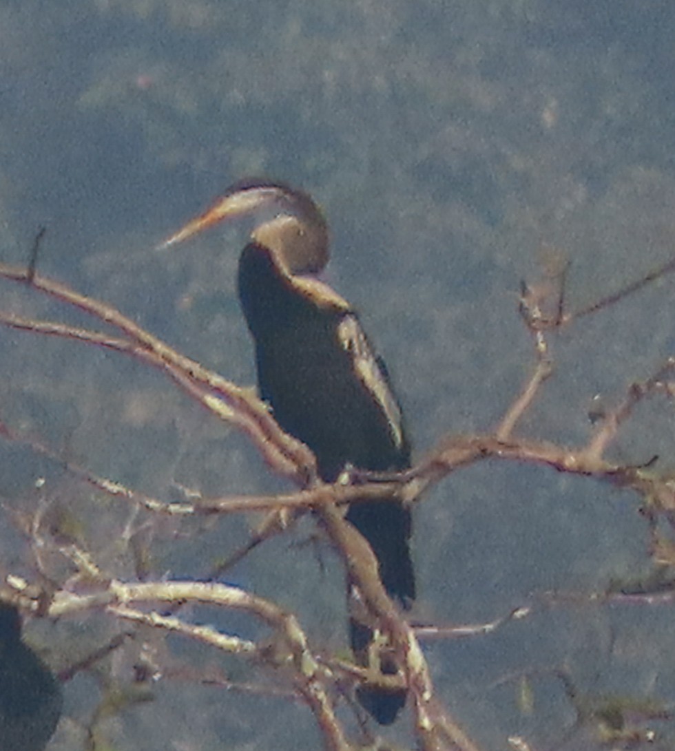 Oriental Darter - ML646517084