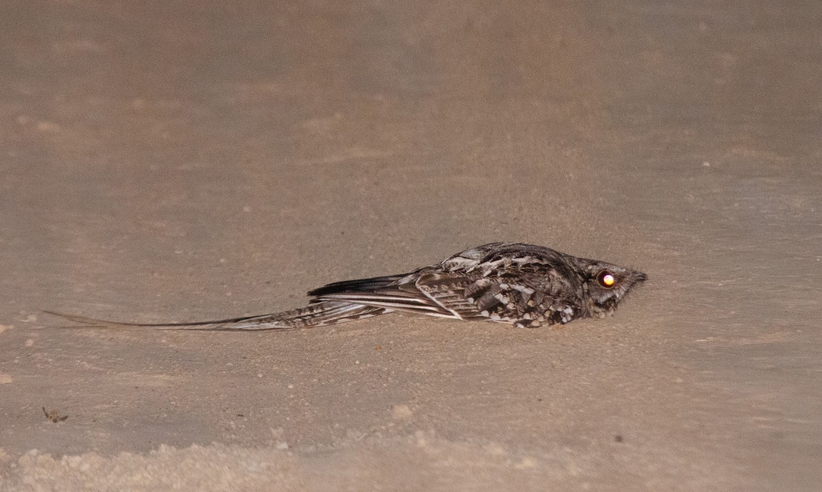 Scissor-tailed Nightjar - ML646517086