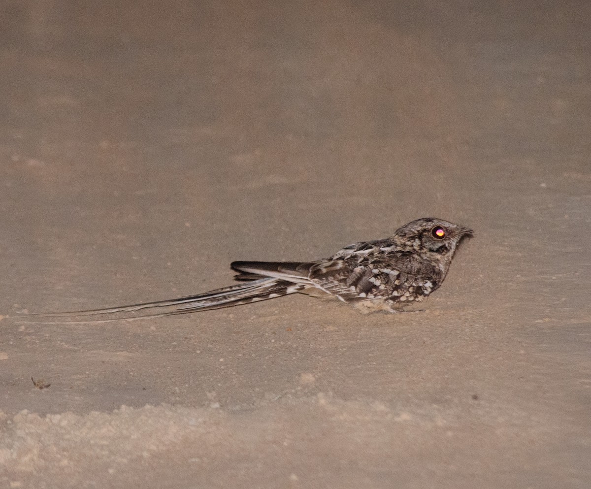 Scissor-tailed Nightjar - ML646517087