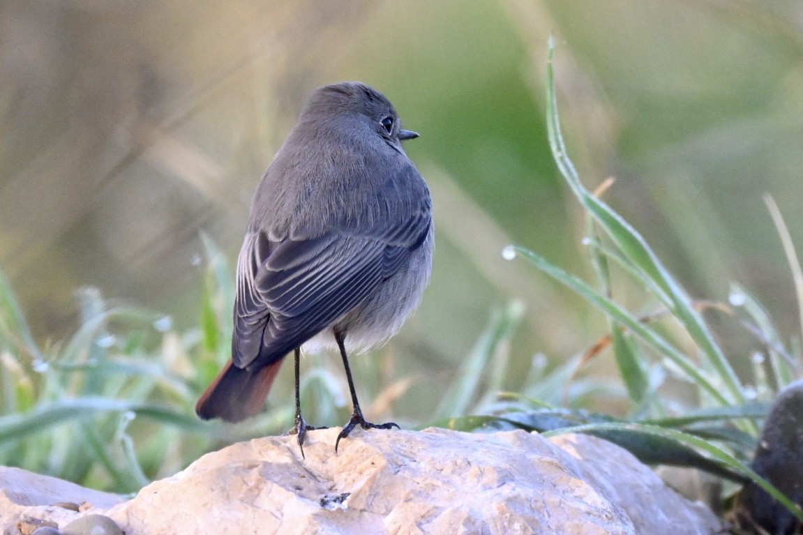 Черная горихвостка - ML646517089