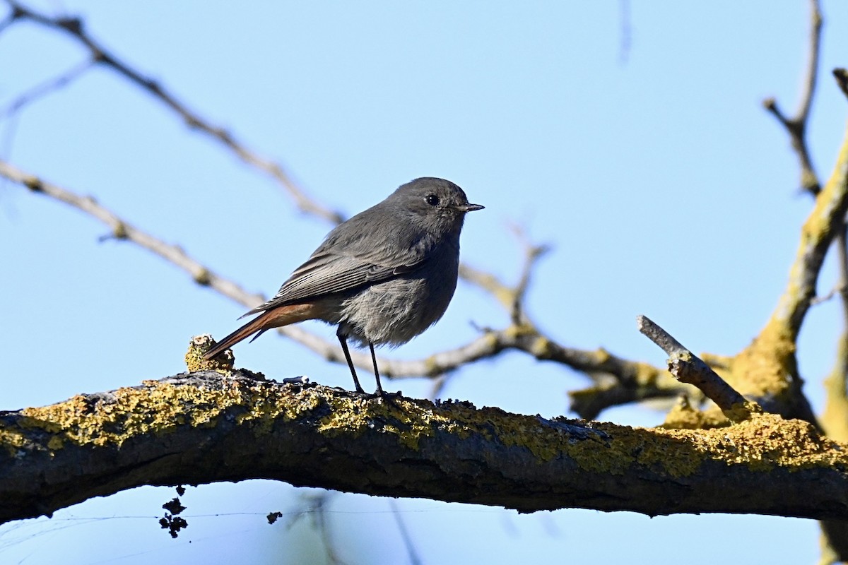 Черная горихвостка - ML646517090