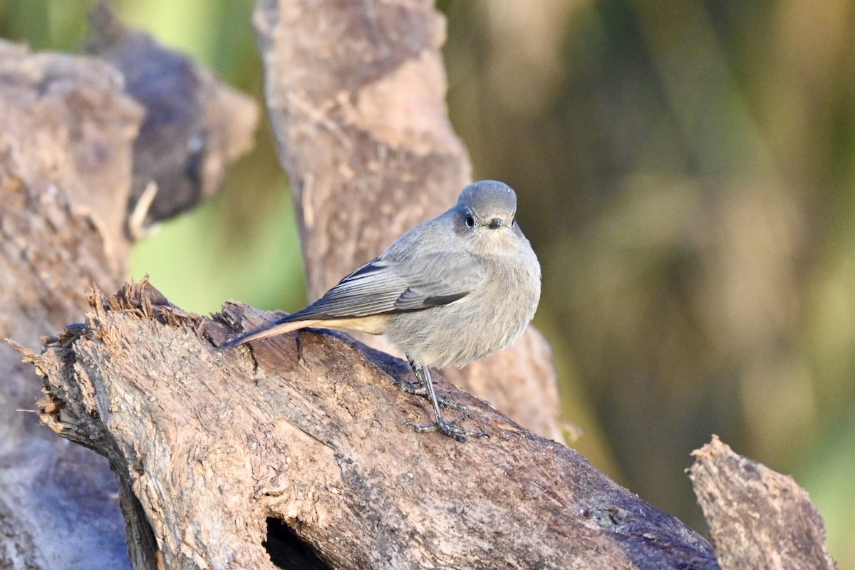 Черная горихвостка - ML646517091