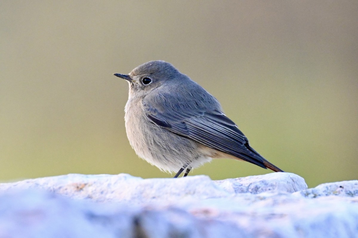 Черная горихвостка - ML646517092