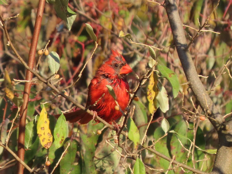 Northern Cardinal - ML646517093