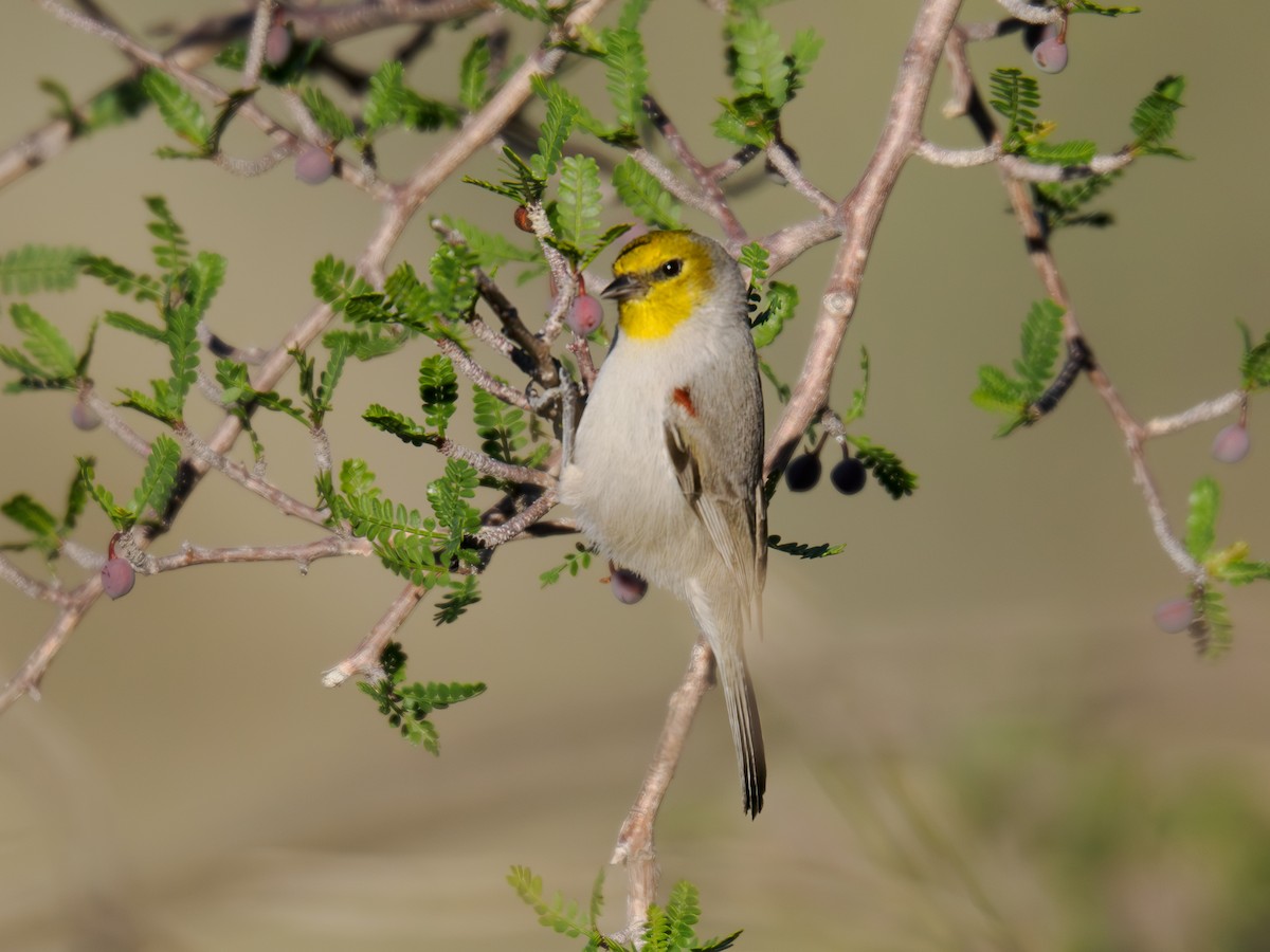 Verdin - ML646517094