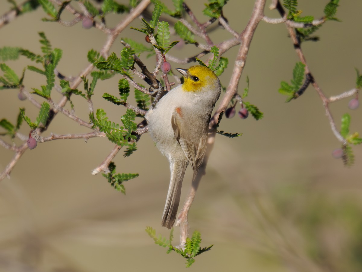 Verdin - ML646517097