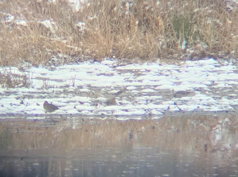 jespák obecný - ML646517098