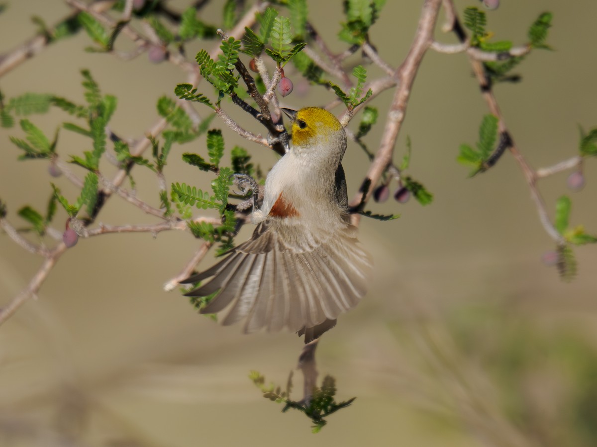 Verdin - ML646517099