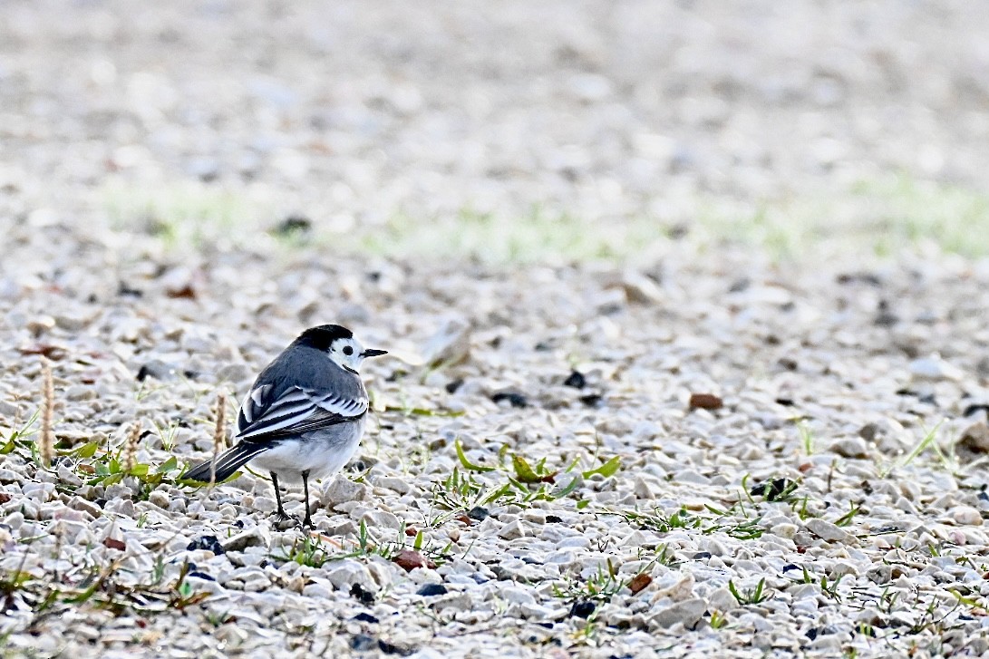 Белая трясогузка - ML646517100