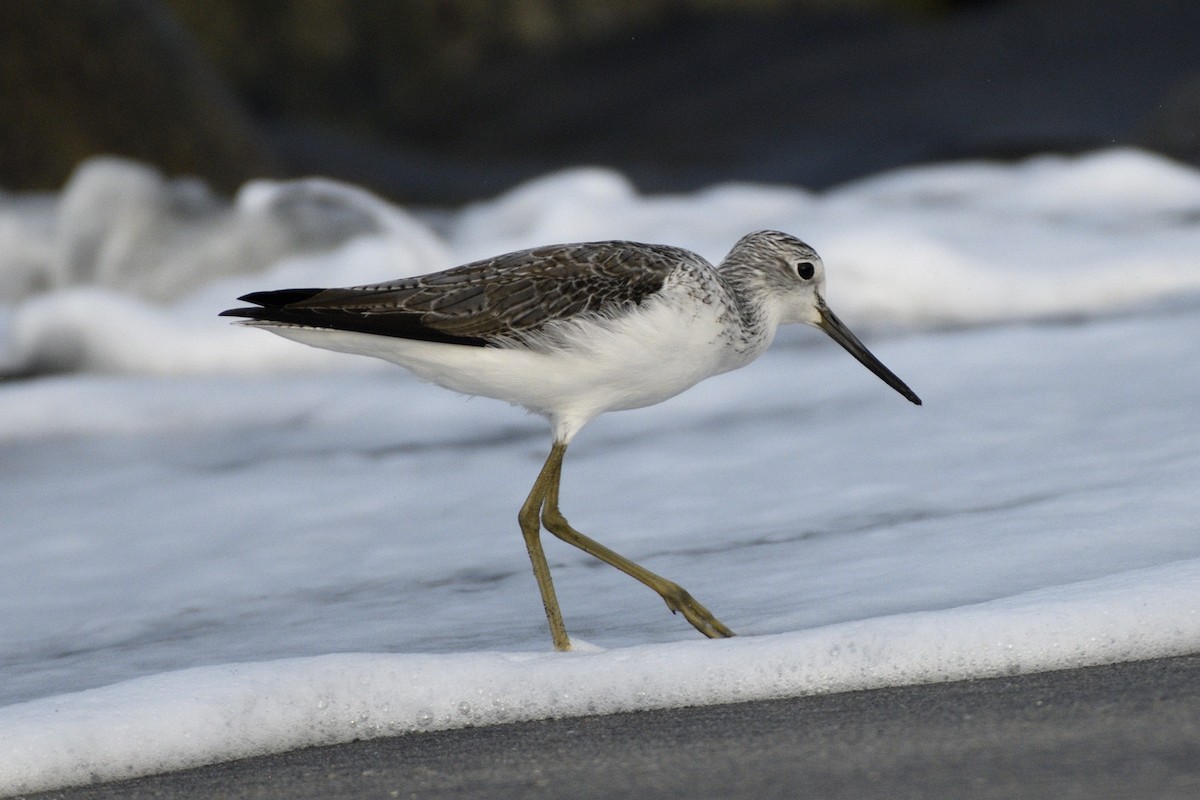 vodouš šedý - ML646517102