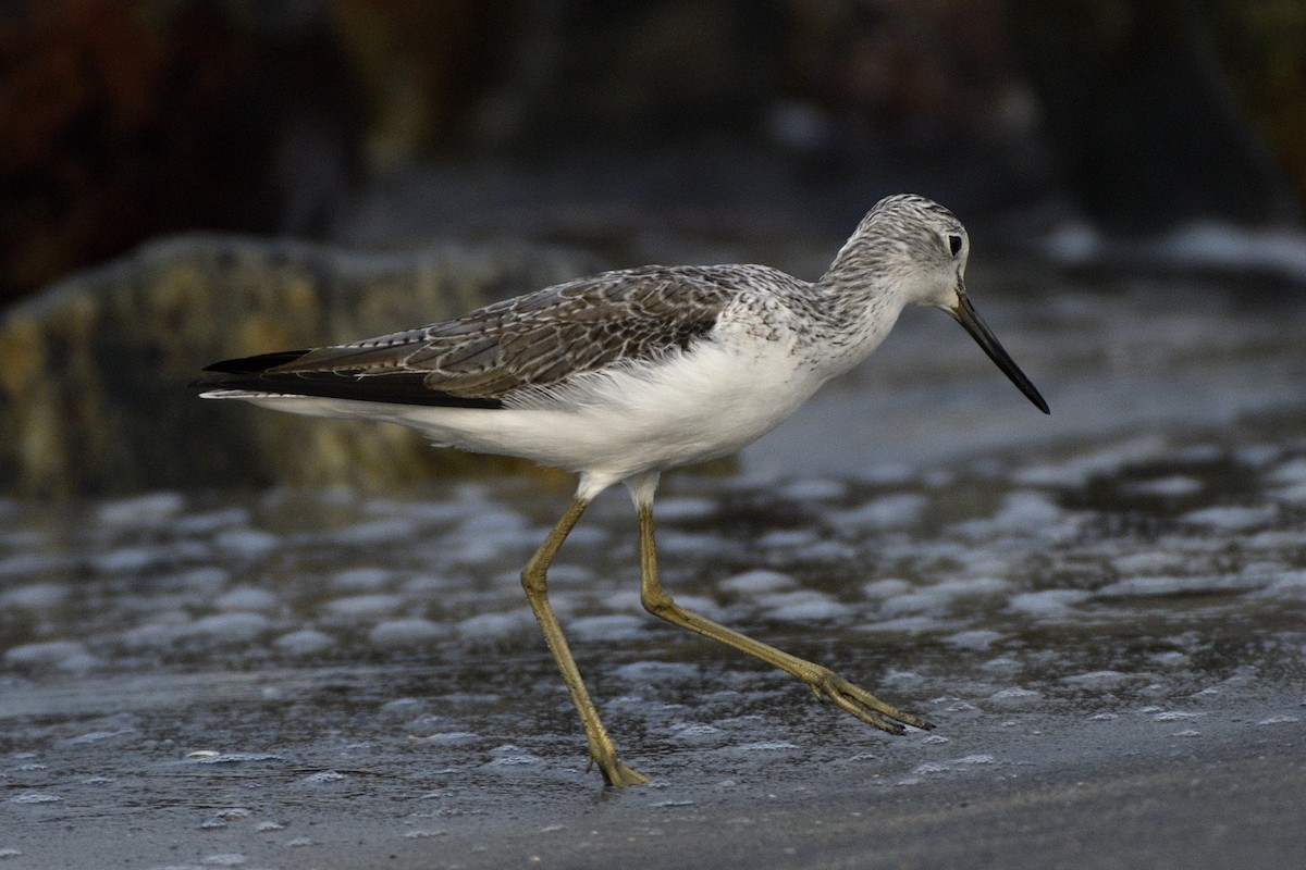 vodouš šedý - ML646517103