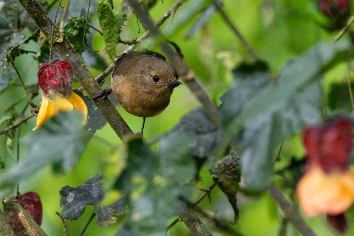 Ak Şeritli Çiçekdelen - ML646517104