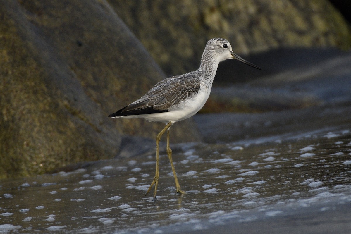 vodouš šedý - ML646517105