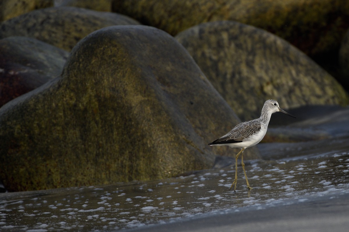 vodouš šedý - ML646517106