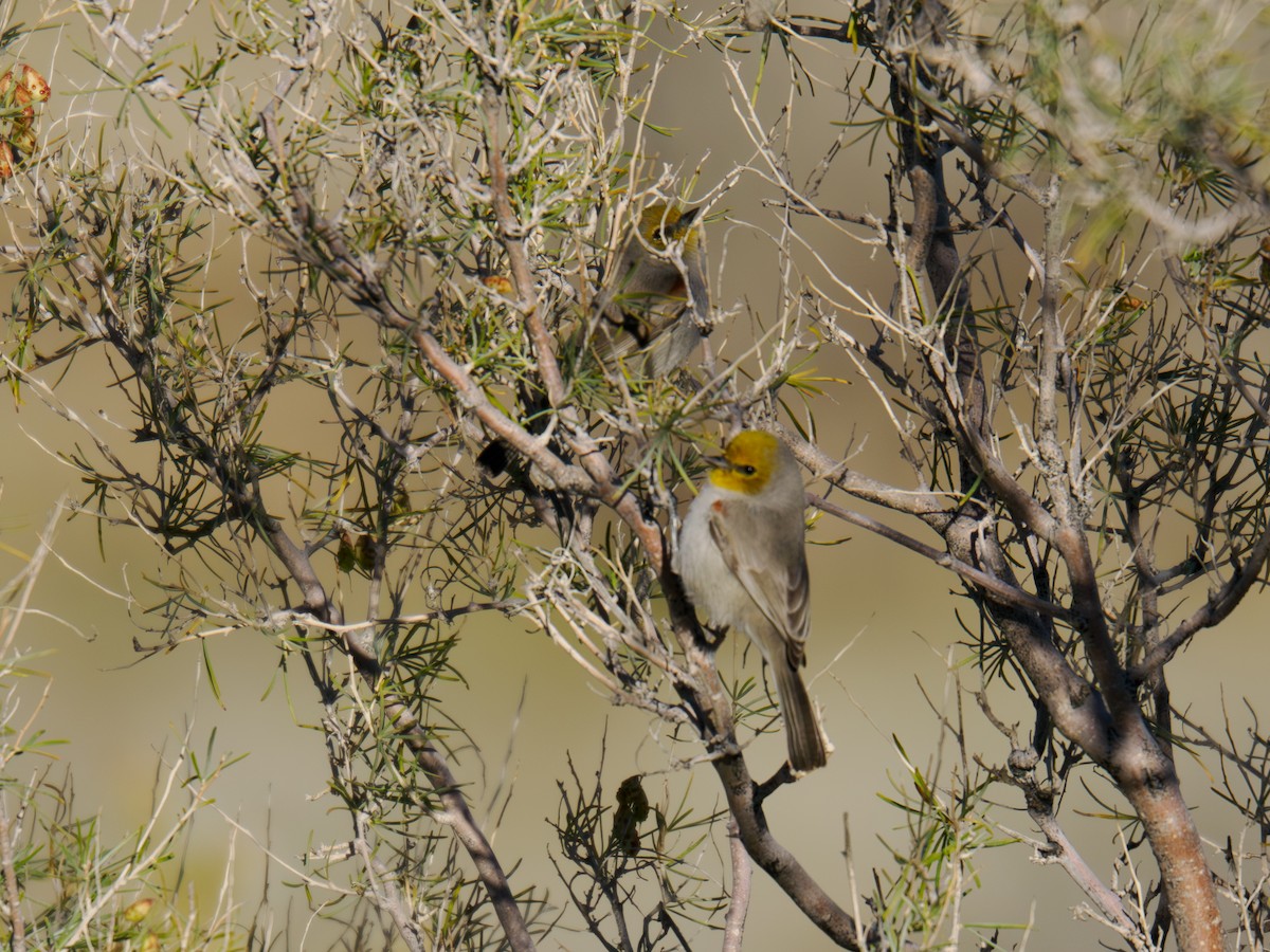 Verdin - ML646517108