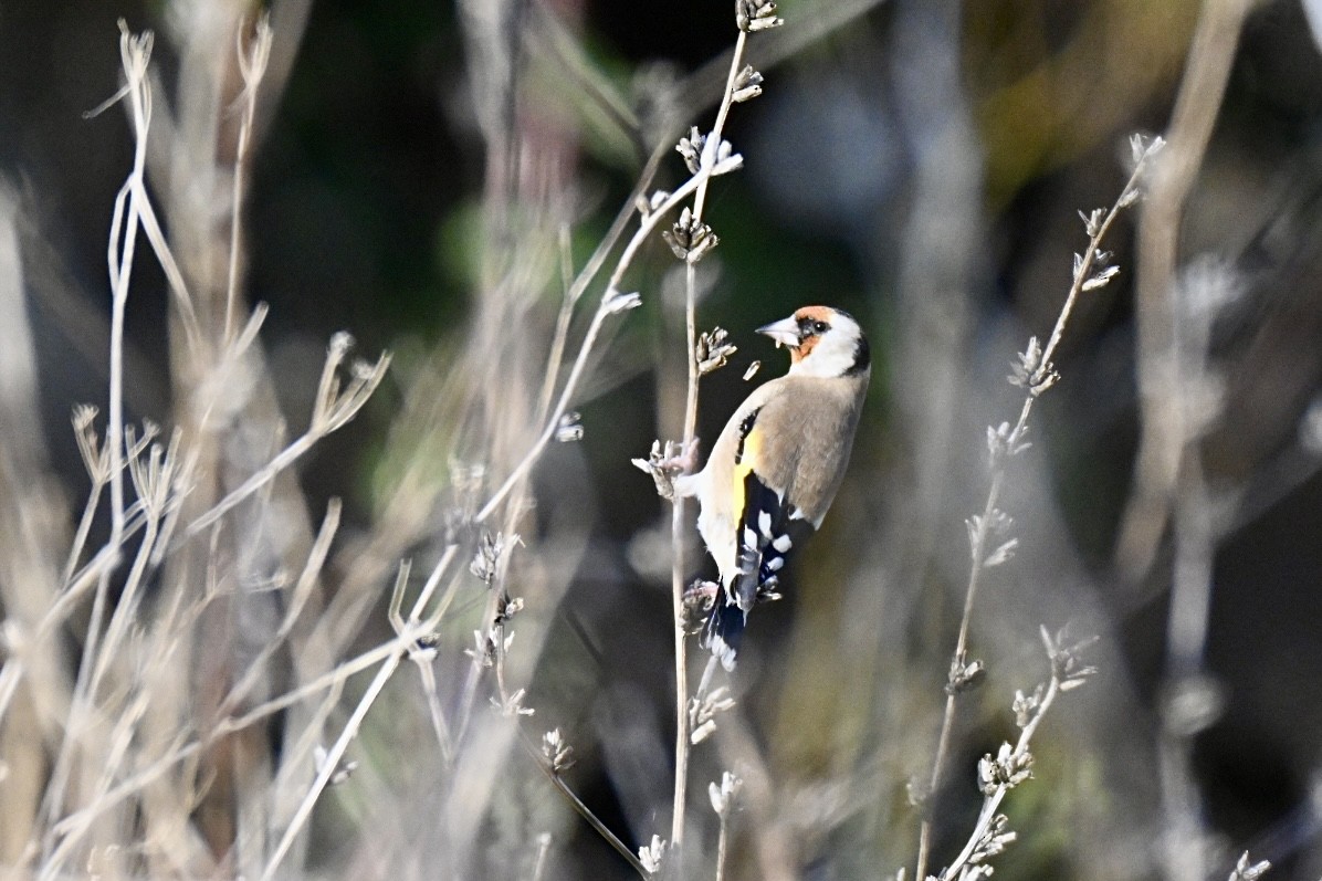 Щегол - ML646517109