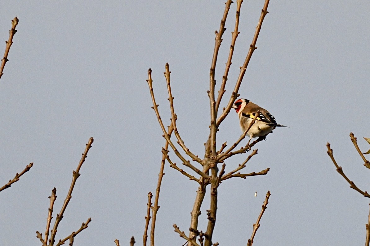 Щегол - ML646517110