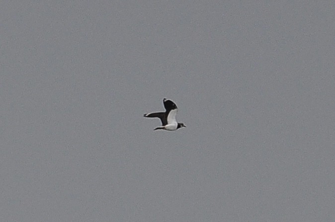 Northern Lapwing - ML646517116
