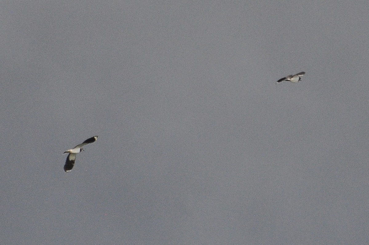Northern Lapwing - ML646517117