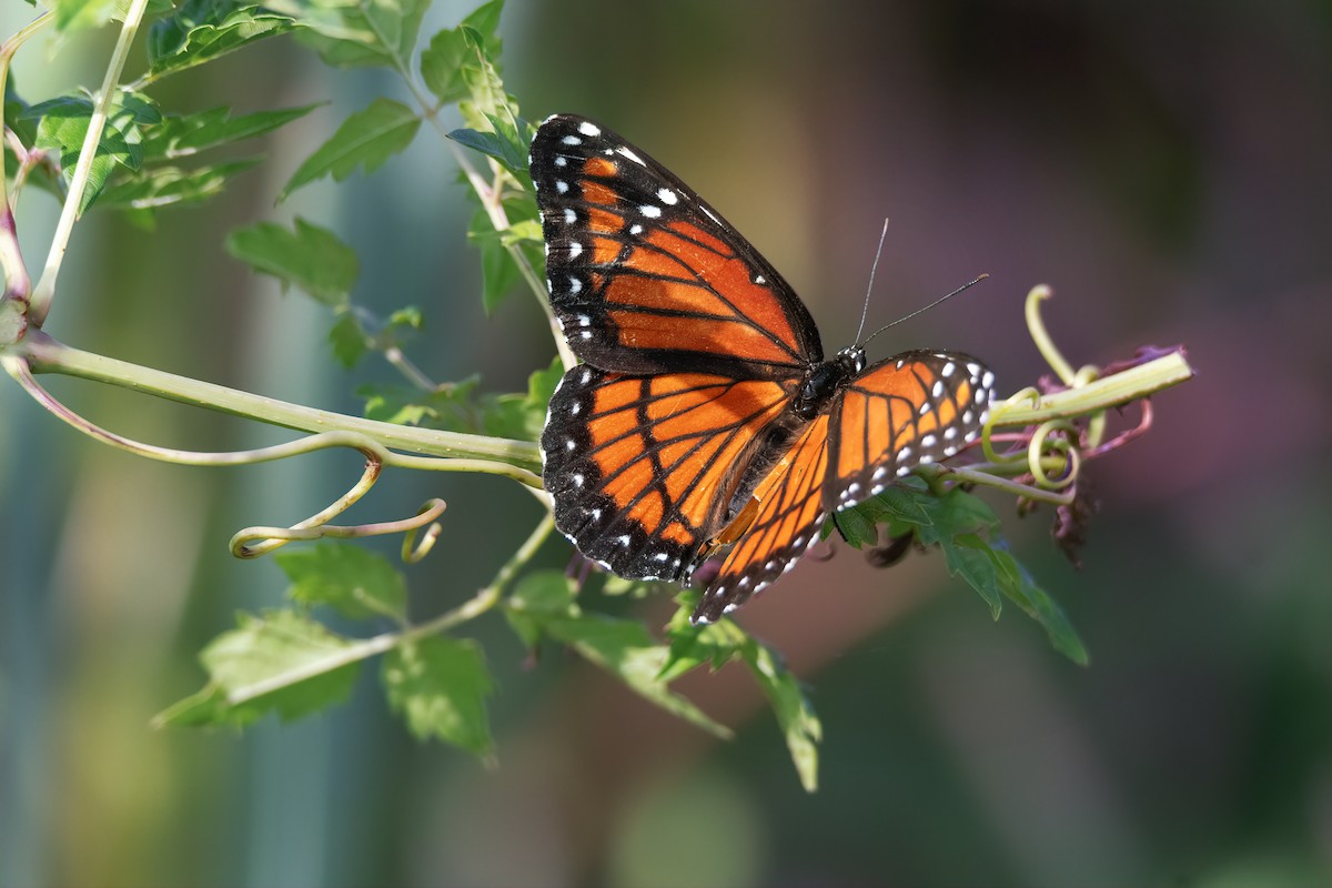 Florida Viceroy - ML646517119